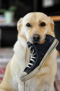 Un chien beige tient une basket noire dans sa gueule et regarde l'objectif de face