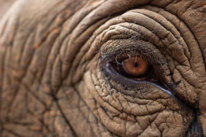 Un œil d'éléphant