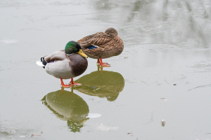 Deux canards sur l'eau gélée